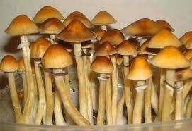 Житель Надыма выращивал галлюциногенные грибы в гараже