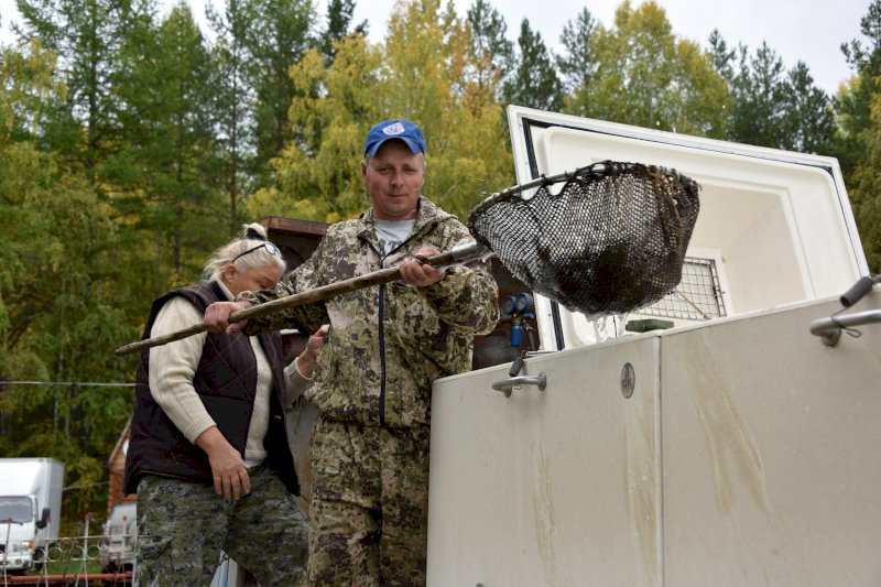 «Святогор» выпустил в озеро Светлое под Североуральском  более шести тысяч мальков сазана