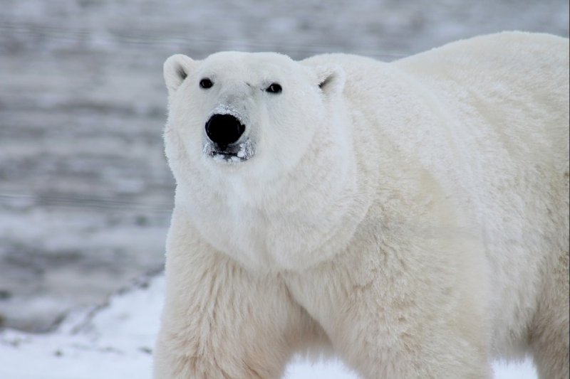Нового белого медведя зоопарку Екатеринбурга помогла заполучить компания Игоря Сечина