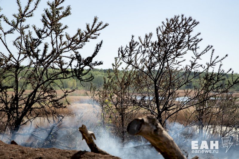«Уже ликвидирован». В Челябинской области из-за лесного пожара пришлось временно эвакуировать детский лагерь 