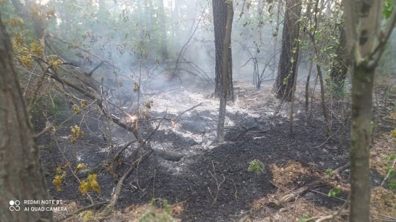В Челябинске из-за поджога пуха горит городской бор