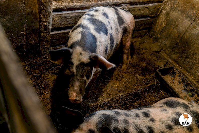 В воинской части Оренбургской области обнаружили зараженную свинину