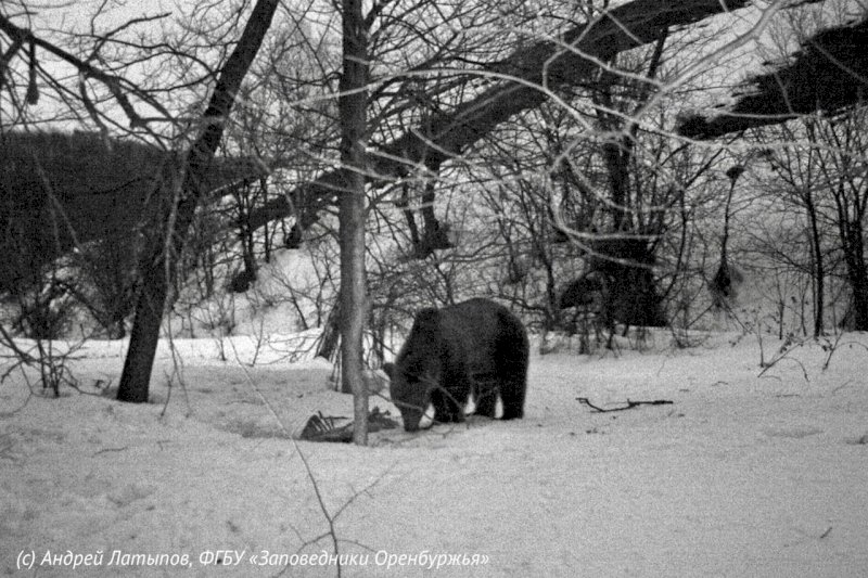 Медведь проснулся в оренбургском заповеднике раньше обычного