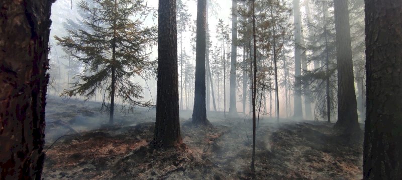«С вероятностью 90 % виноваты люди»: лесной пожар разгорелся за Верхней Пышмой. ФОТО, ВИДЕО