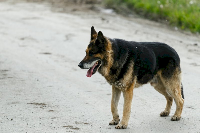 «Люди боятся на улицу выходить»: Куйвашев раскритиковал свердловских мэров за бродячих собак