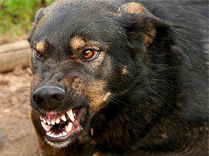 В России готовится ужесточение закона в отношении диких собак