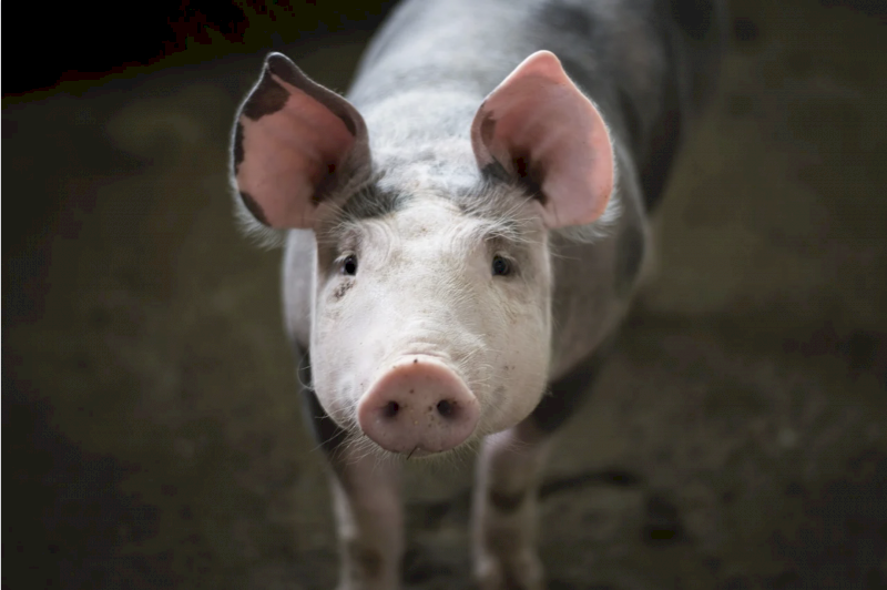 В Башкирии впервые подтвердили заражение африканской чумой свиней