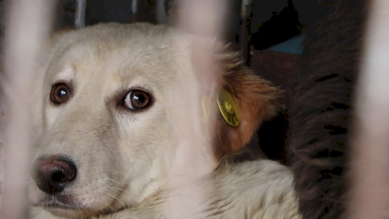 В Оренбурге на отлов бродячих собак выделят почти 5 млн рублей