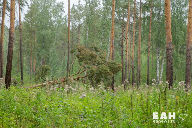 За полгода по фактам незаконной рубки леса в Свердловской области возбудили 18 уголовных дел