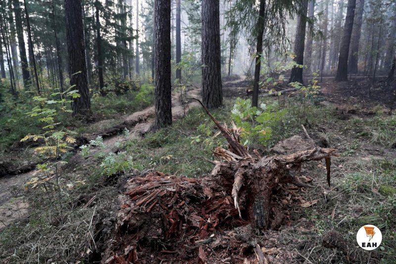 Вырубку леса для строительства трассы Казань - Екатеринбург обещают щедро компенсировать