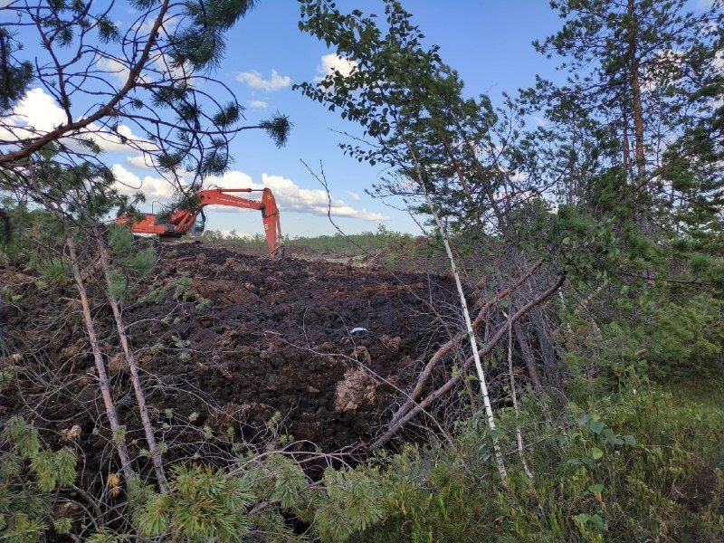 «Нарушения подтвердились»: экоактивисты составили инструкцию по спасению Шарташского болота
