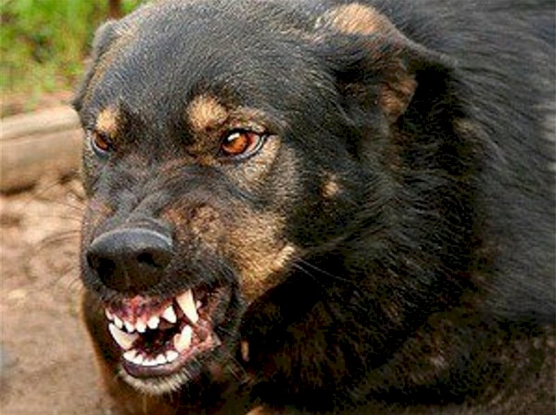 Стая собак напала на двух детей на севере Свердловской области