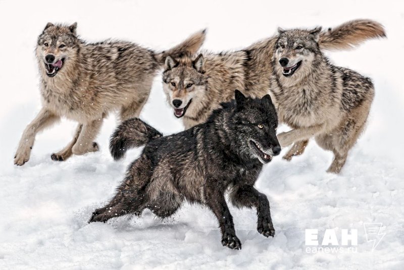 На севере Свердловской области волки украли с цепи и разорвали дворового пса. ВИДЕО
