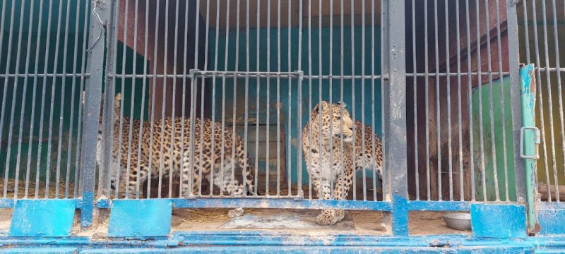 Прокуратура проверяет, почему животные передвижного зоопарка «Барс» брошены в Сорочинске 
