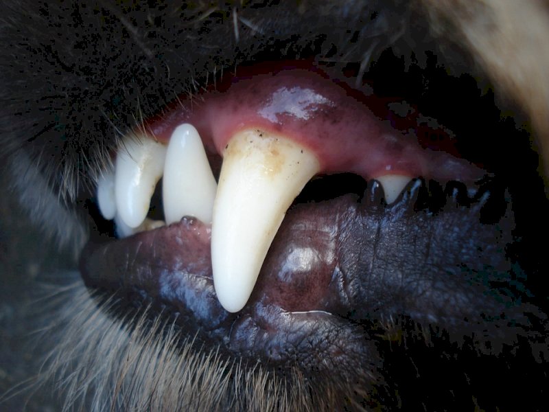 Бойцовская собака напала на 10-летнего ребенка в Нижнем Тагиле. ФОТО