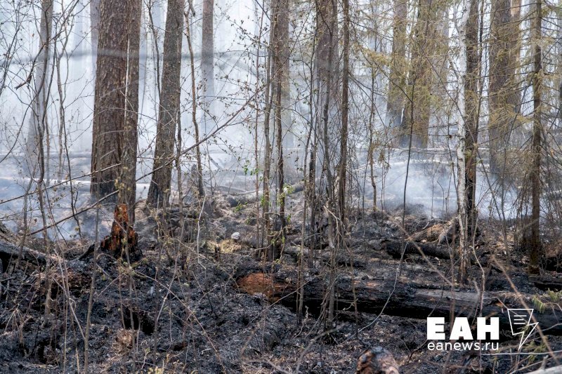 Авиалесоохрана спрогнозировала на июнь риски лесных пожаров в уральских регионах 