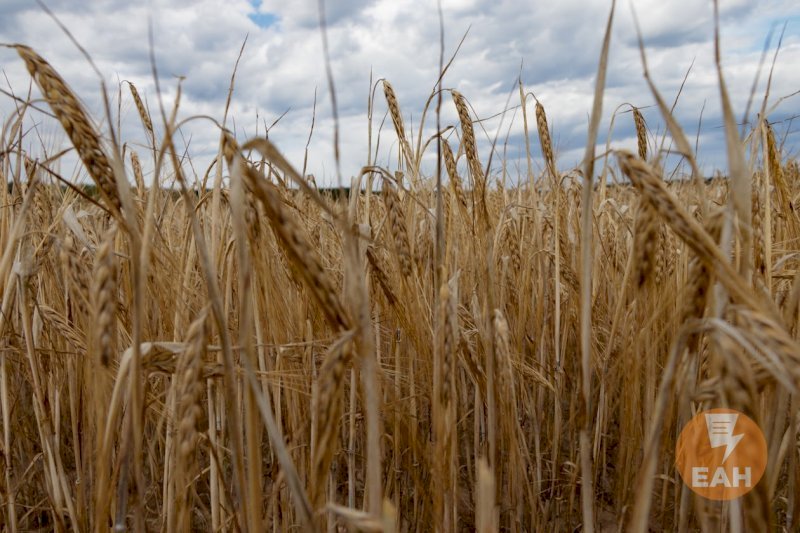 Почти в 1,7 раза увеличили квоту Оренбуржью для интервенций зерна в этом году