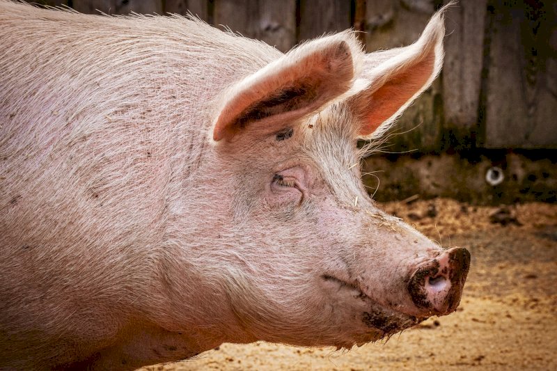 В10 раз увеличился объем экспорта свинины из Свердловской области в Китай 