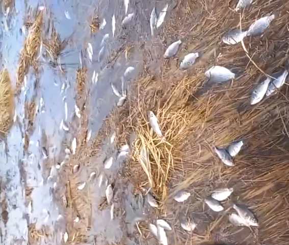 Рыба массово погибла из-за паводка в Челябинской области. ФОТО