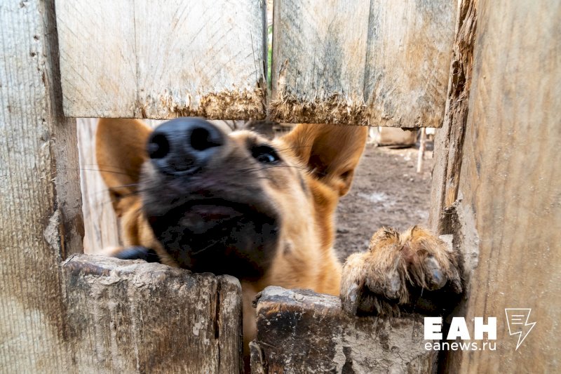 «100 бездомных собак и 70 кошек»: как приют для животных испортил жизнь оренбургскому поселку. ВИДЕО