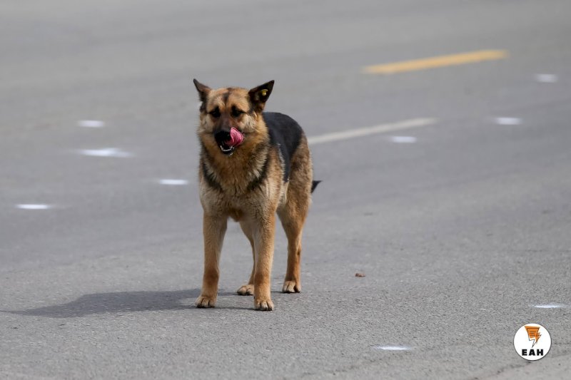 Хозяин собаки, напавшей на ребенка в Екатеринбурге, заплатит компенсацию