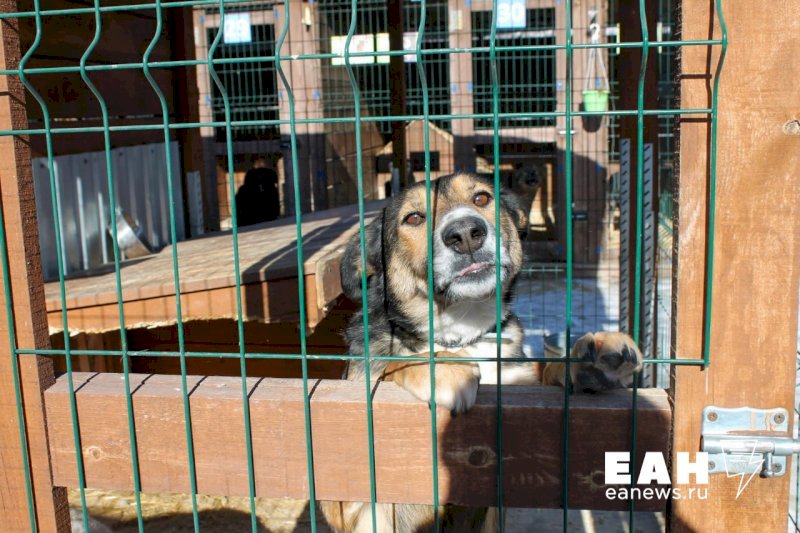 Свердловские депутаты ждут итогов бурятского прецедента, чтобы разрешить эвтаназию бездомных собак