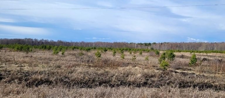 Сотни гектаров заброшенных пожароопасных земель обнаружили в Свердловской области