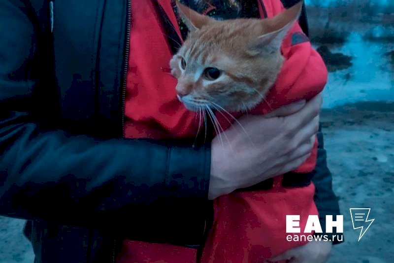 Оренбургские волонтеры создали сайт для поиска потерянных во время половодья собак и кошек 