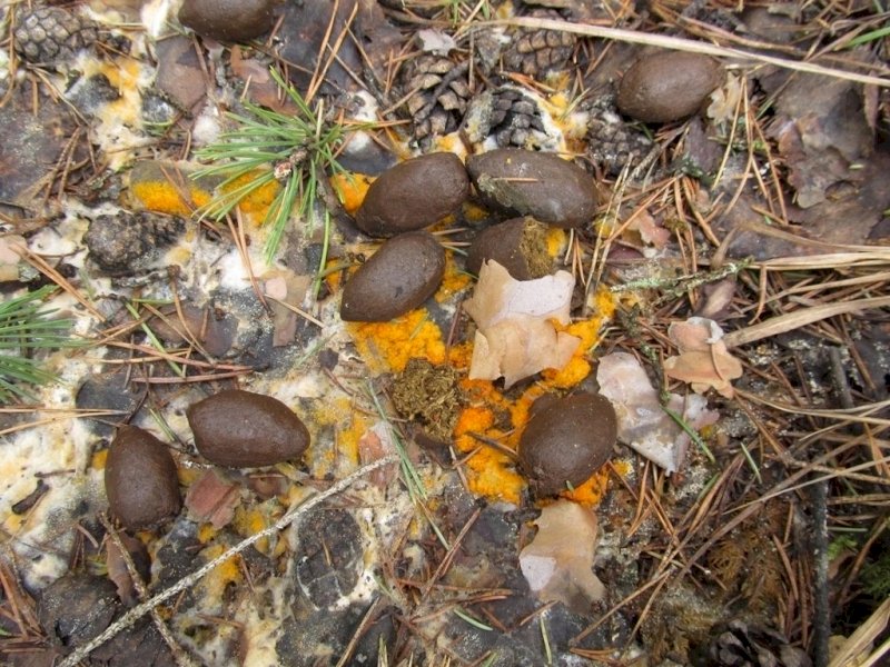 «Сахарные» грибы появились в челябинском нацпарке «Таганай»