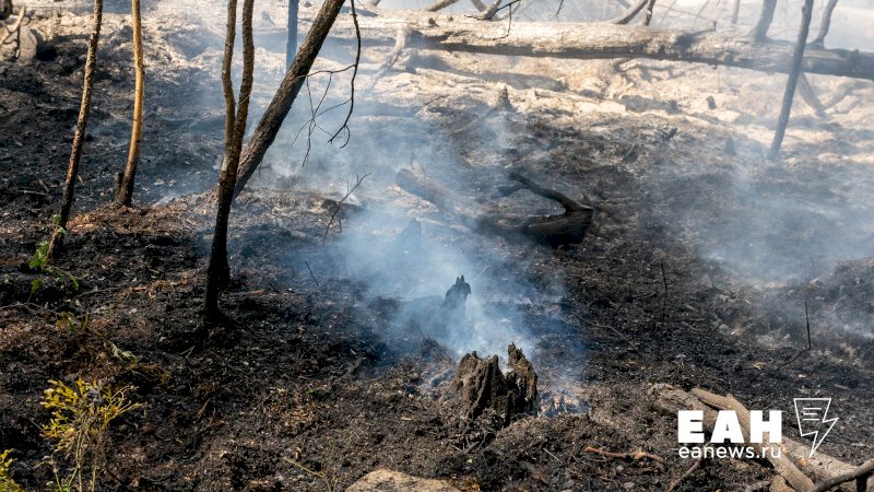 Виновников ландшафтных пожаров нашли в Курганской области
