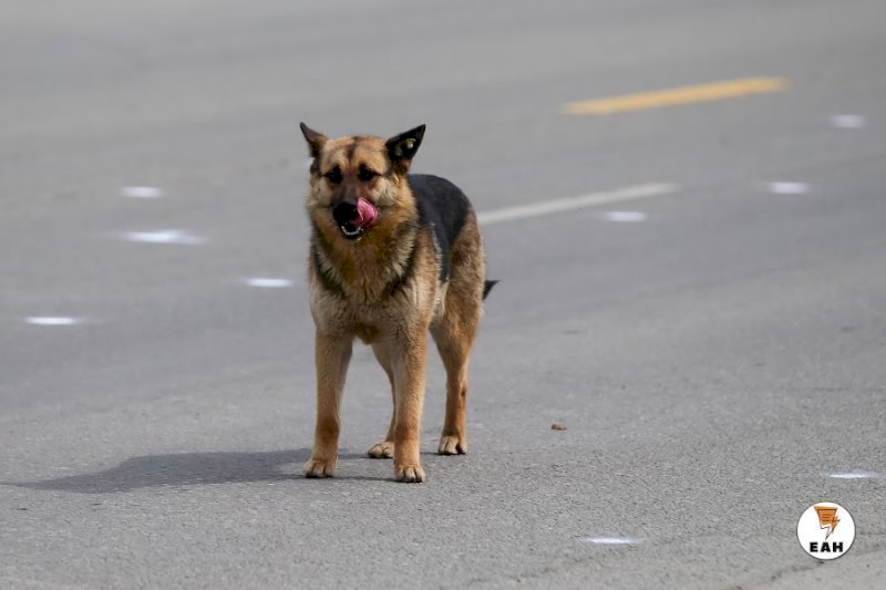 Десятки тысяч бездомных собак бегают в Оренбургской области