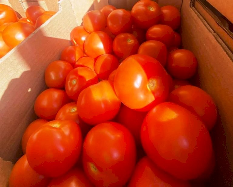 Тонны казахских помидоров уничтожат в Екатеринбурге