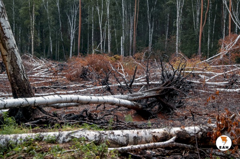 Авиалесоохрана рассказала, почему в Свердловской области нет крупных лесных пожаров