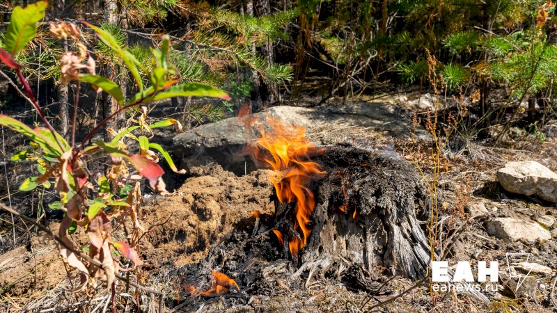 Площадь лесных пожаров в УрФО снизилась в 200 раз 