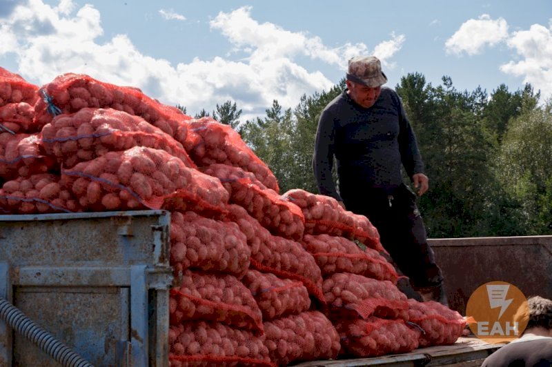 Картофель резко подорожал в Свердловской области