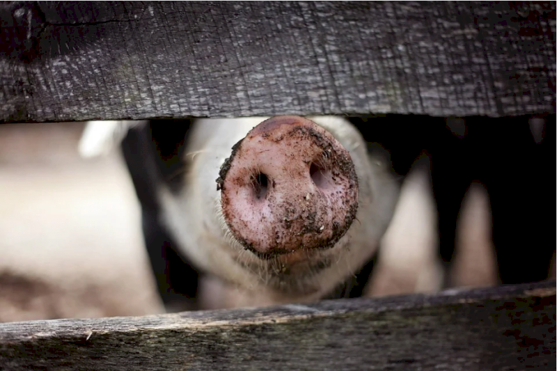 Вспышку африканской чумы свиней заподозрили в Челябинской области