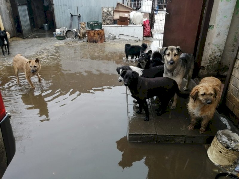 Приют для животных затопило в Оренбурге. ВИДЕО