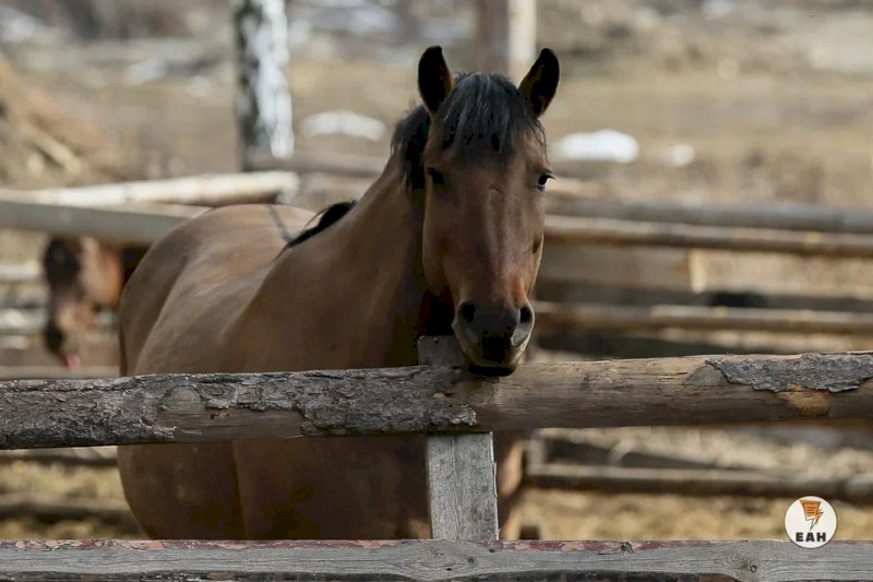 Жители свердловского города пожаловались на коней, нарушающих ПДД