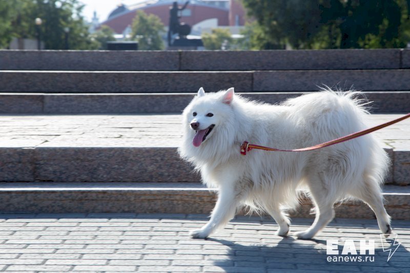 Российские ветеринары предупредили владельцев собак об опасности