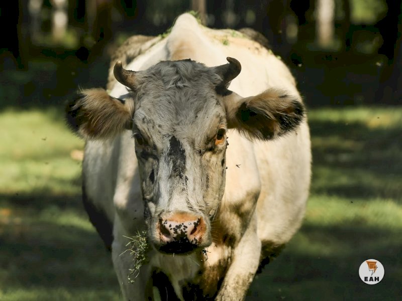 Свердловчан начнут штрафовать за выпас скота в общественных местах