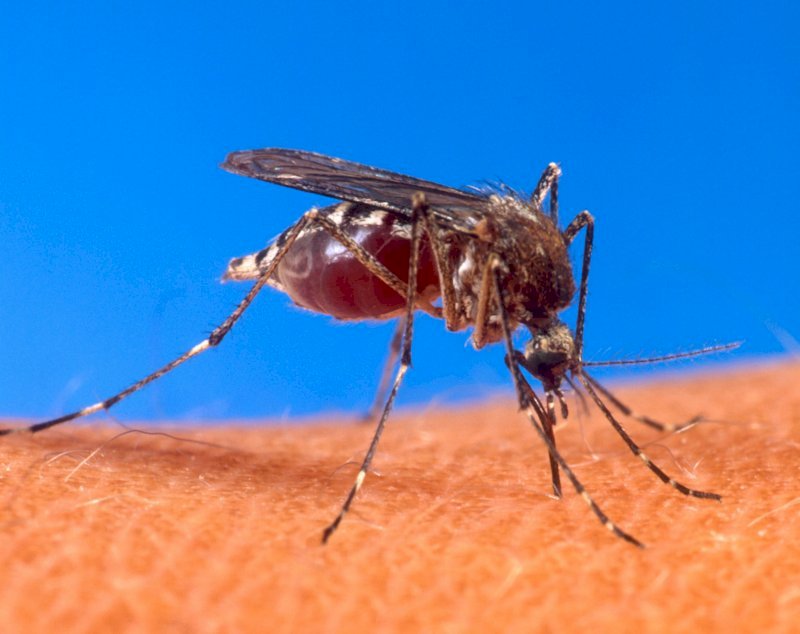 Роспотребнадзор рассказал, как долго оренбуржцев будут донимать комары
