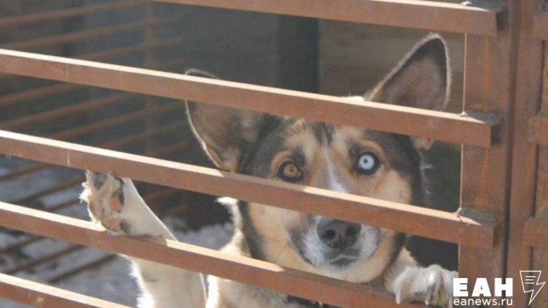«Должно быть 200 собак, но вольеры пусты»: зоозащитники обвиняют отловщиков в массовом убийстве животных в Нижнем Тагиле. ВИДЕО