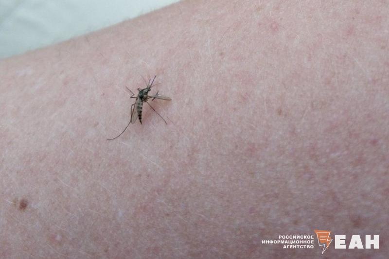 Роспотребнадзор предупредил о риске распространения лихорадки чикунгунья