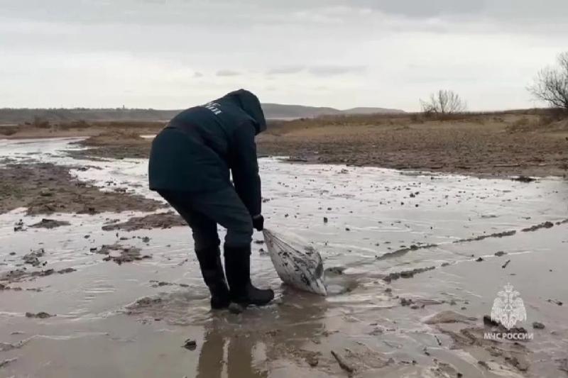 «Авито» предоставит спецтехнику и жилье волонтерам, устраняющим ЧП в Анапе