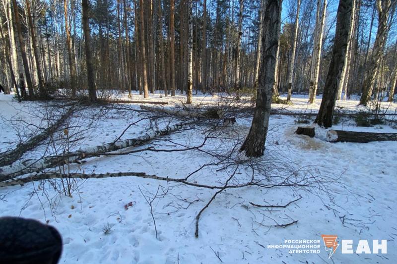 Бастрыкин взял под контроль конфликт вокруг березовой рощи в Екатеринбурге