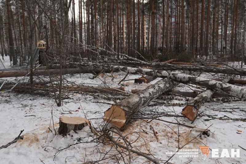 Ученый объяснила, почему березовой роще в Екатеринбурге нельзя дать статус особой территории