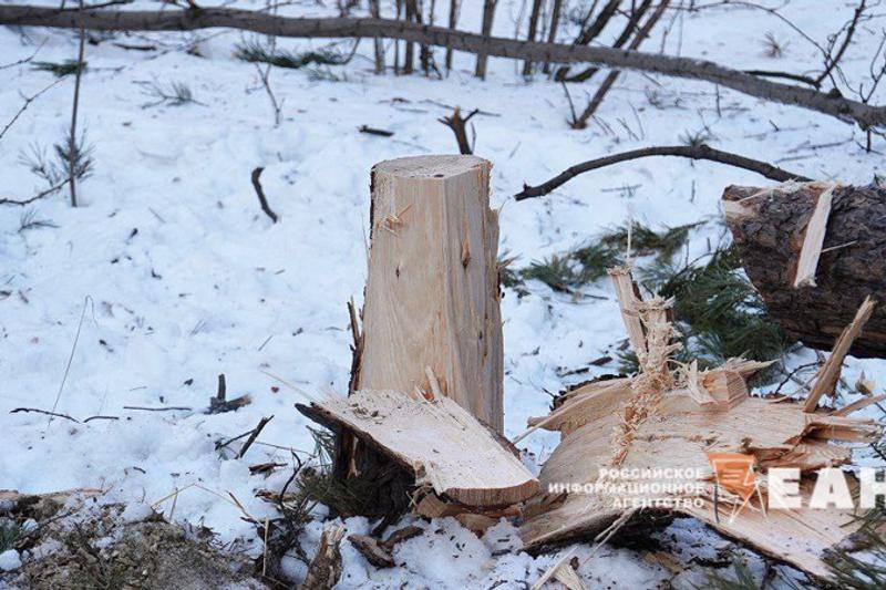 Стали известны детали встречи мэра Екатеринбурга с горожанами по березовой роще