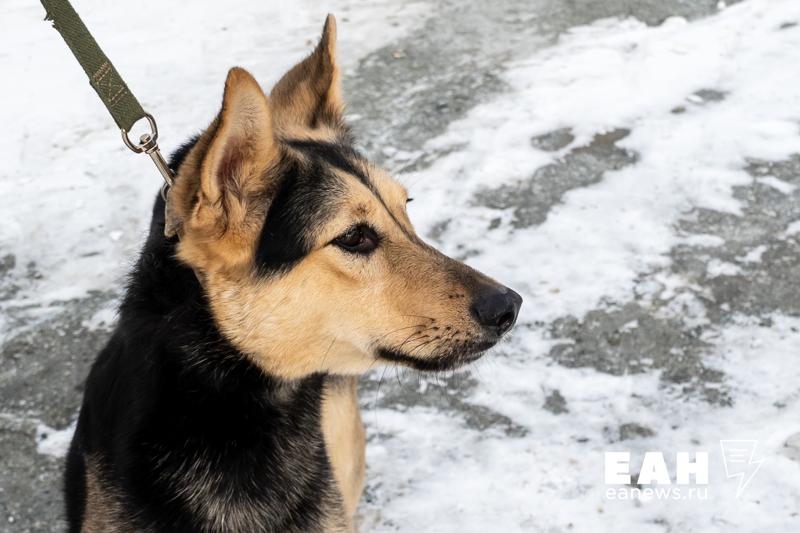 ГОСТ для выгула собак впервые появился в России