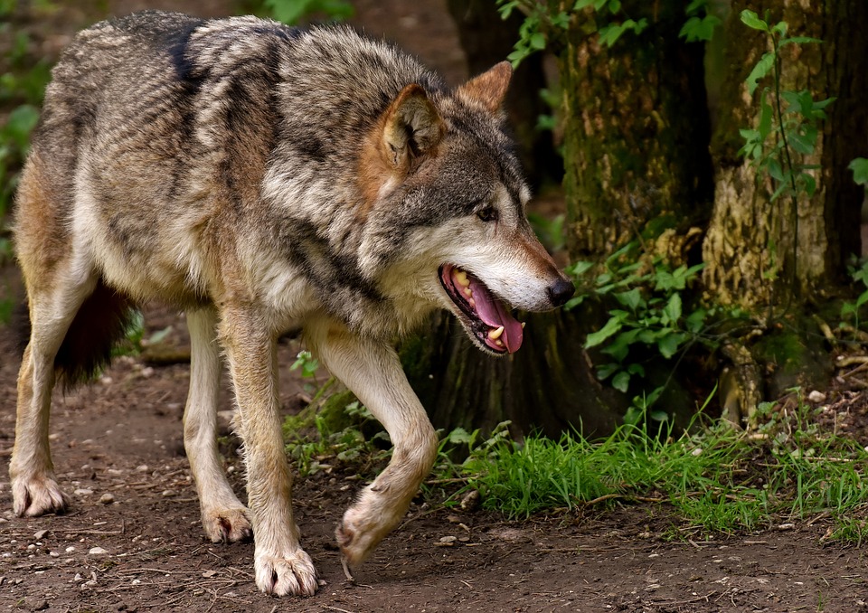 Гулять страшно»: на Южном Урале из питомника сбежали волки