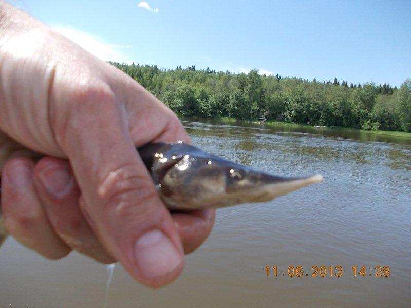 Какая рыба водится в реке чусовая свердловская область фото